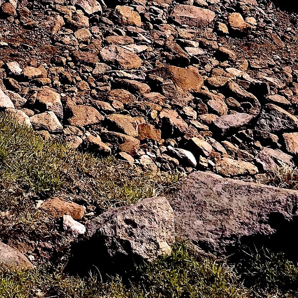 Meet your Posher, Bree - Picture 1 of 1